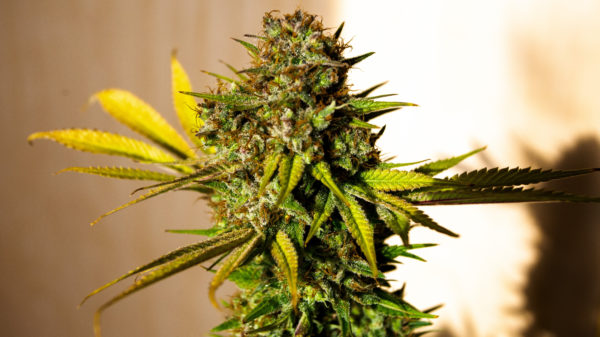 Grand Jury Slams California County's Cannabis Regulations