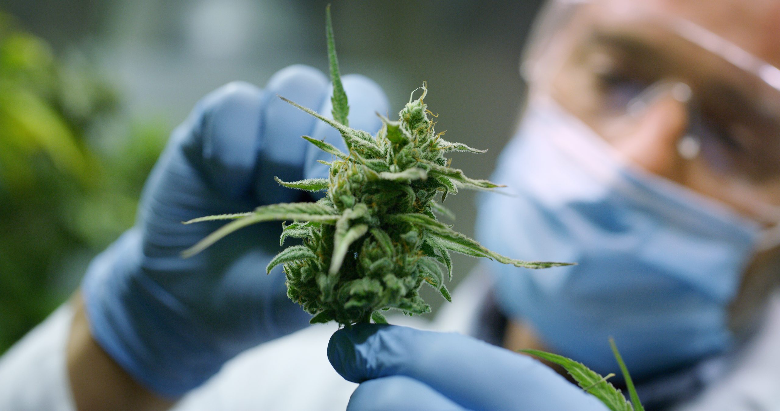 West Virginia To Revisit Medical Cannabis Lab Applications