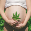 What Pregnant Cannabis Users Need To Know About Toxicology Screenings